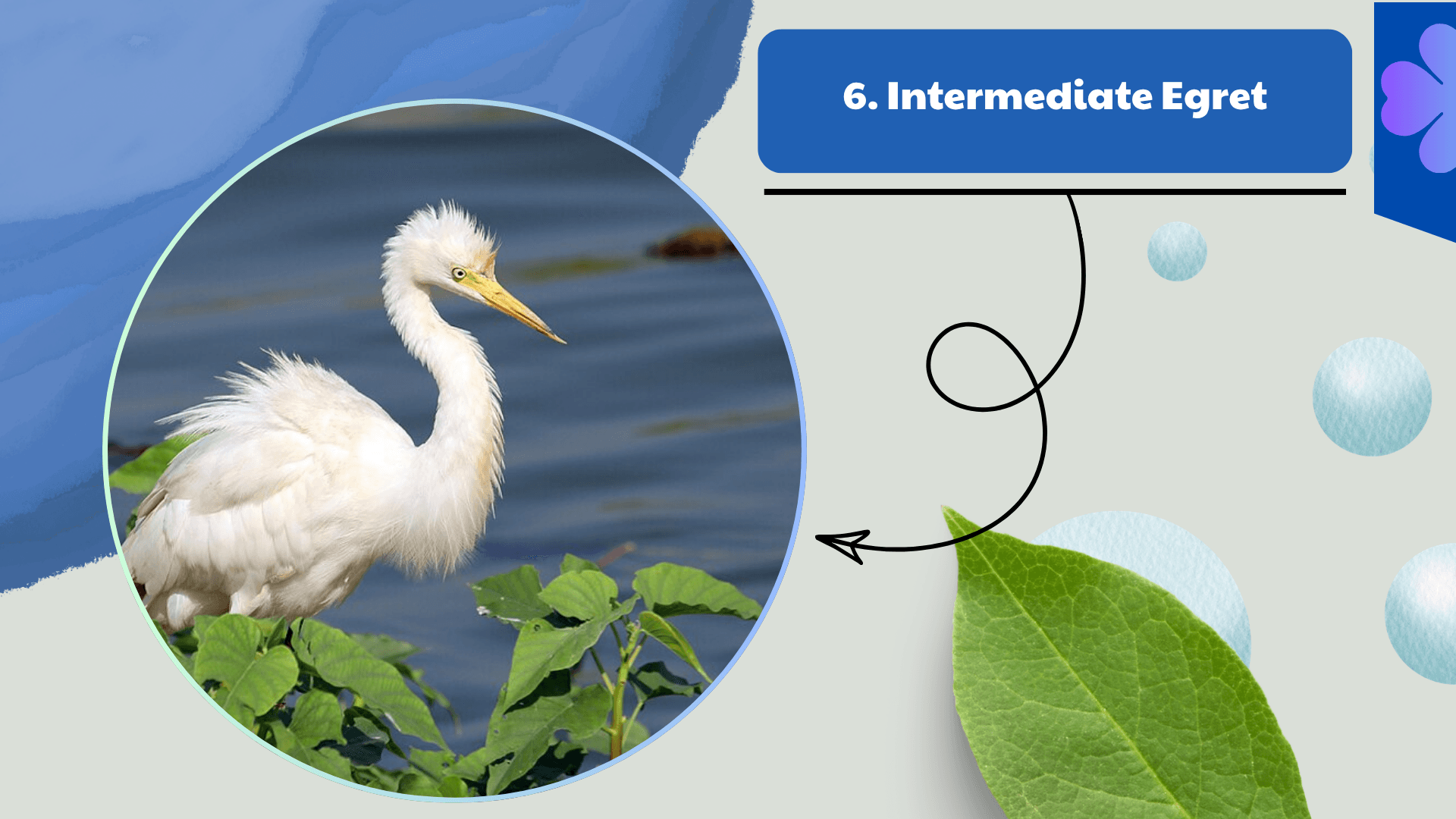 Intermediate Egret