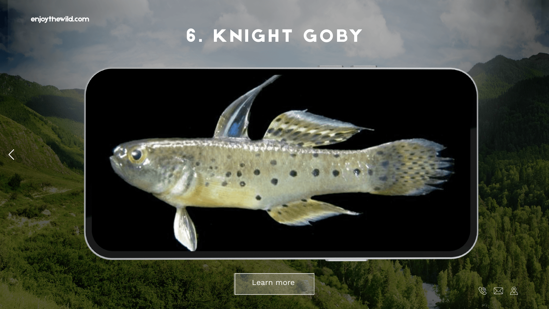 Knight Goby
