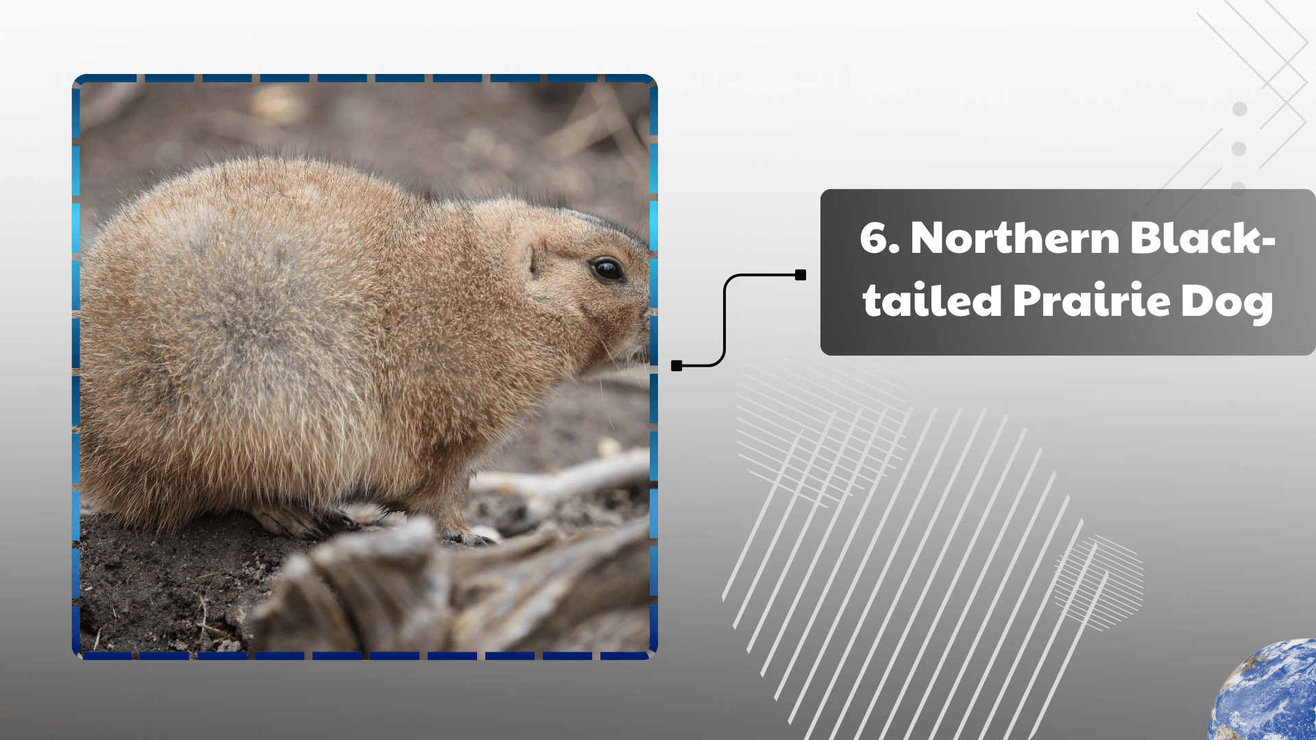 Northern Black-tailed Prairie Dog