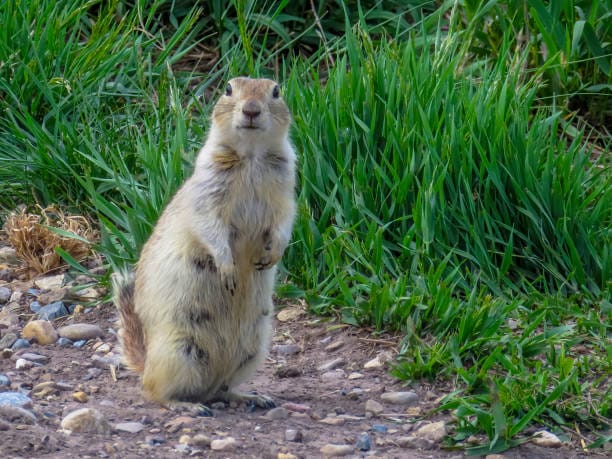 Richardsons-Ground-Squirrel