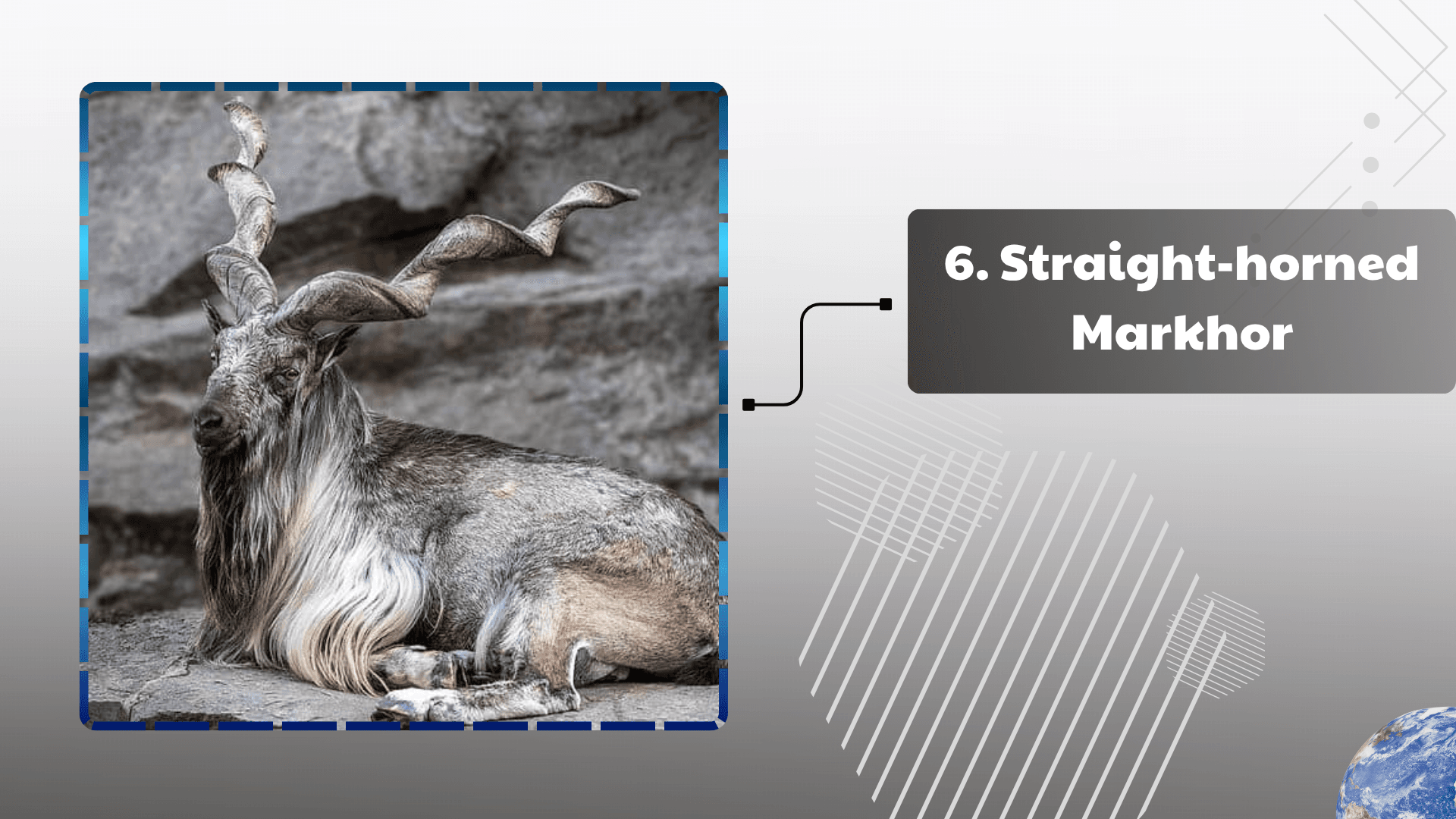 Straight-horned Markhor