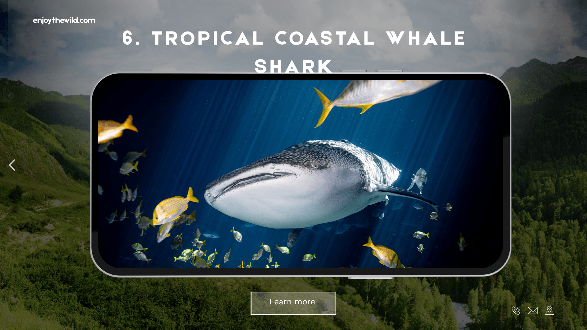 Tropical Coastal Whale Shark