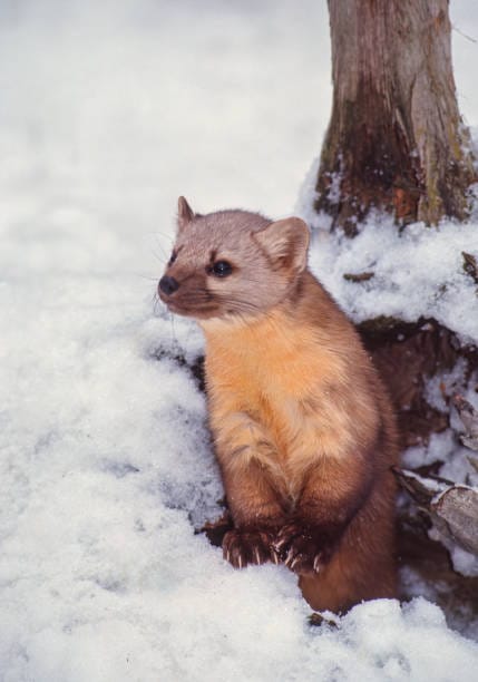 American-Marten