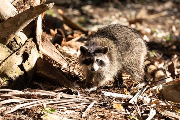 Ten-Thousand-Islands-Raccoon