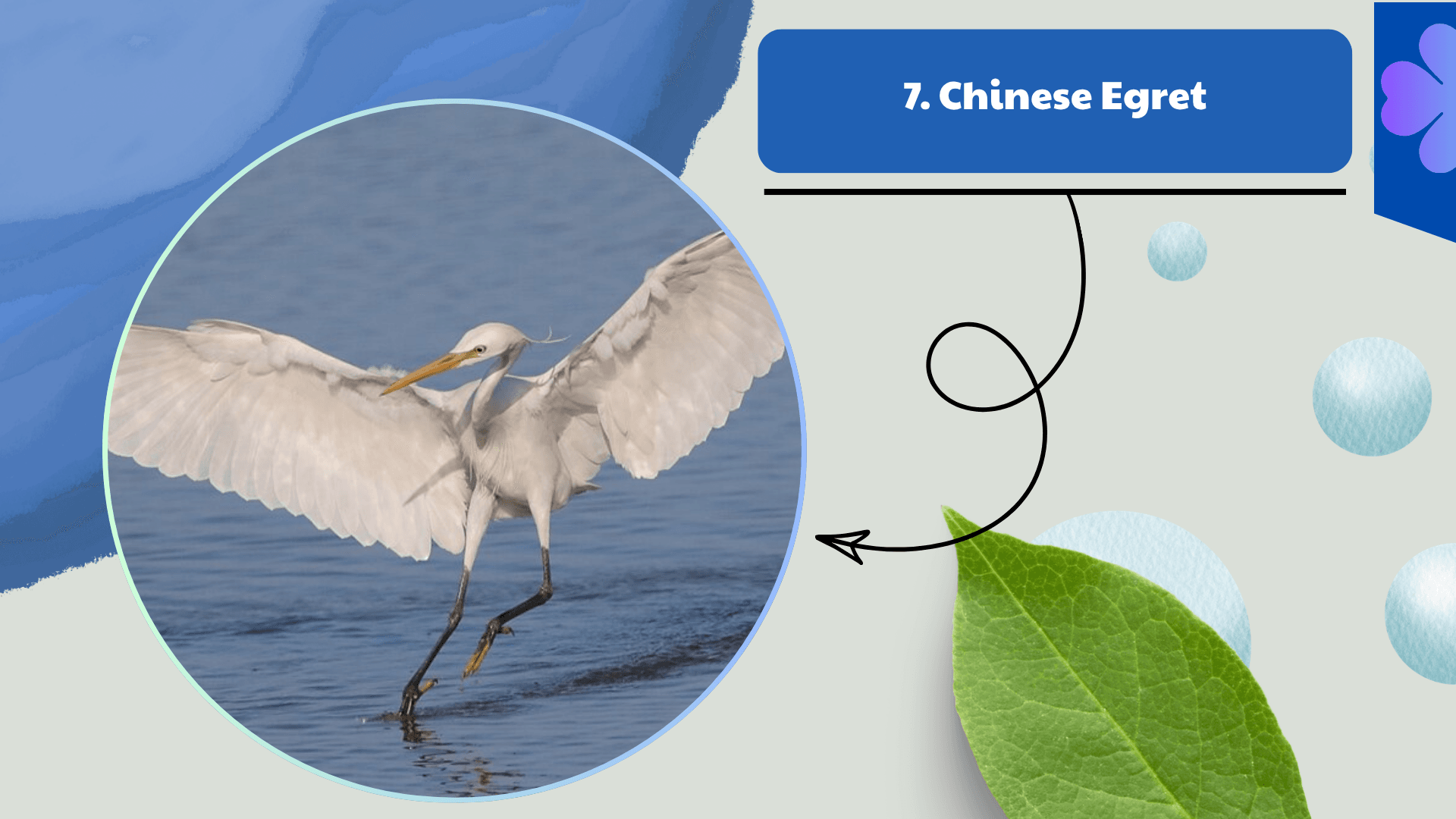 Chinese Egret