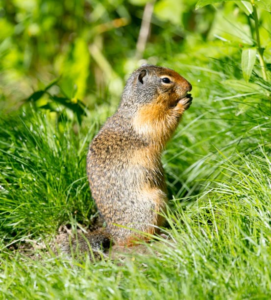 Columbian-Ground-Squirrel