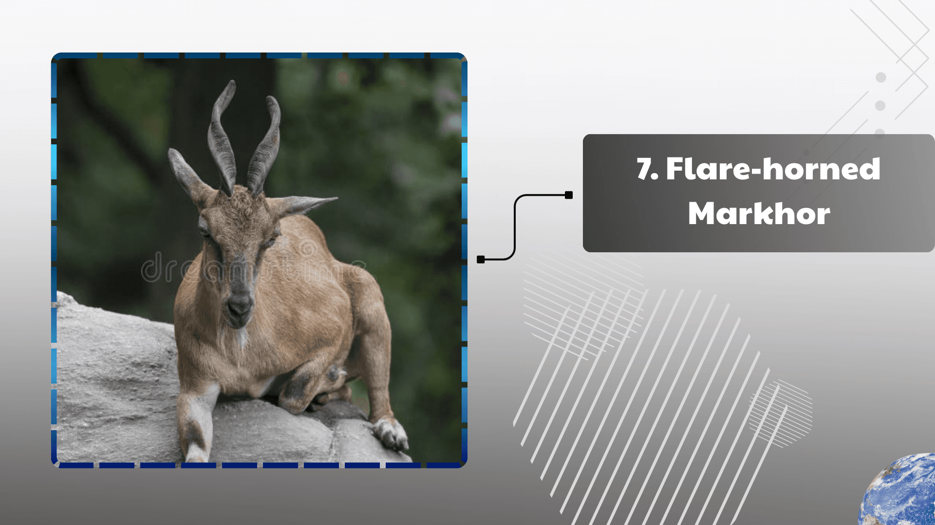 Flare-horned Markhor