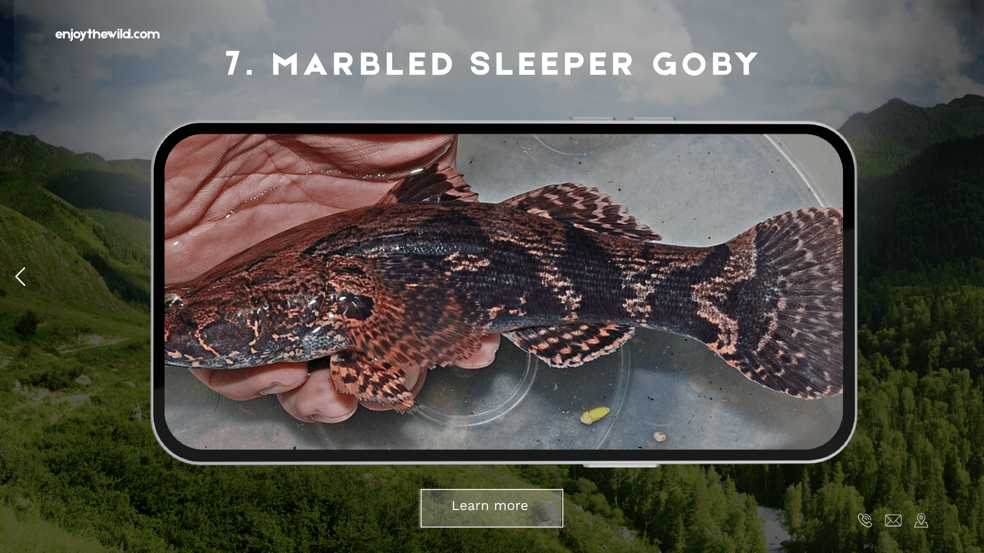 Marbled Sleeper Goby