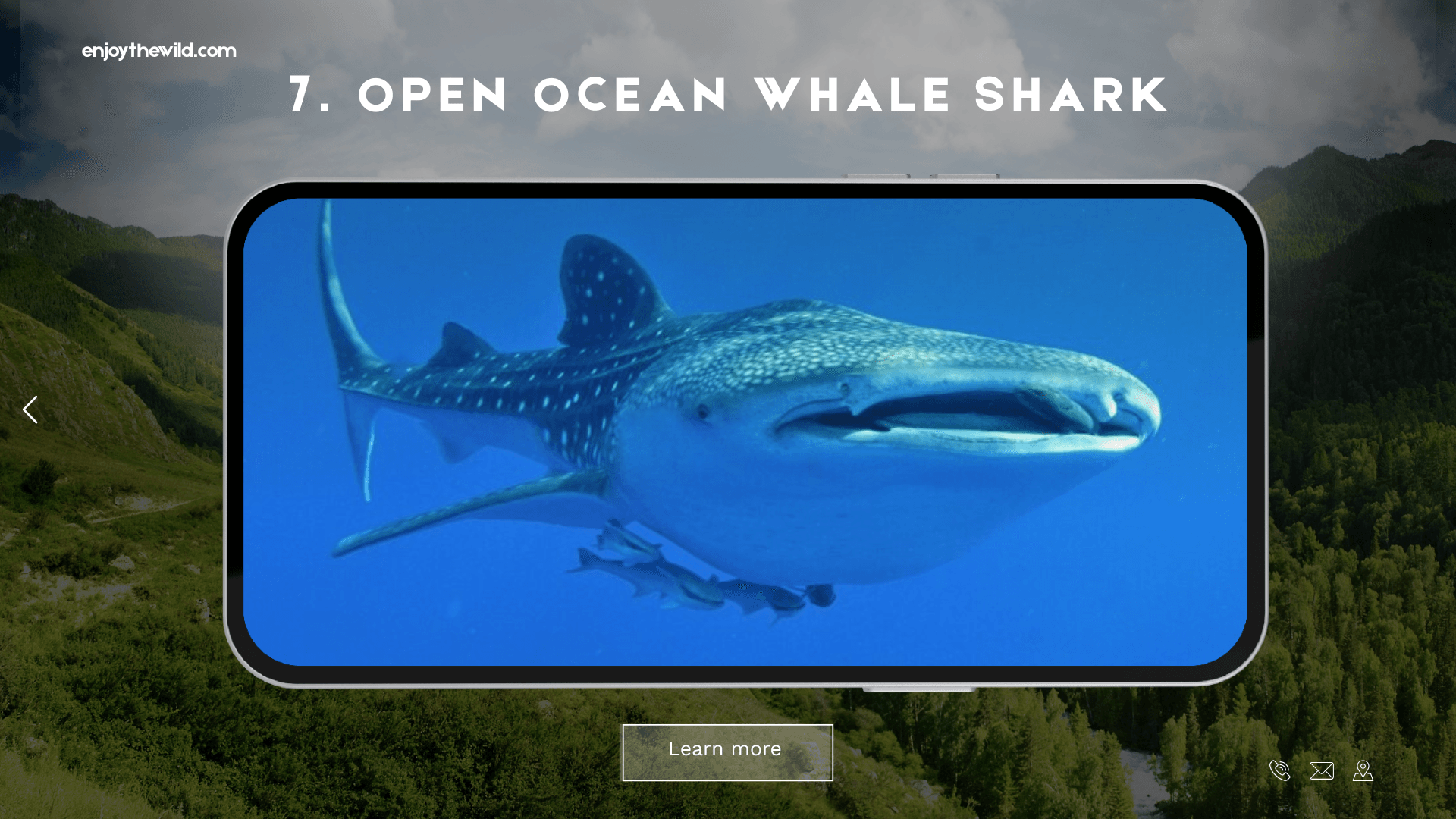 Open Ocean Whale Shark