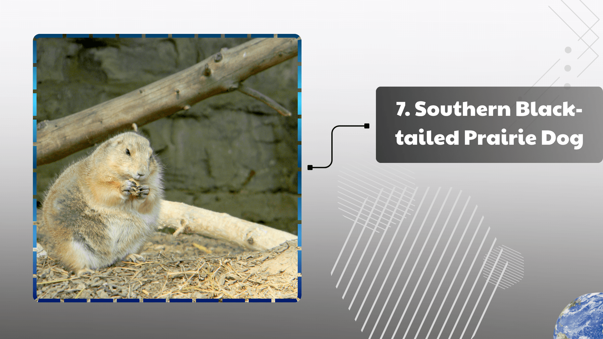 Southern Black-tailed Prairie Dog