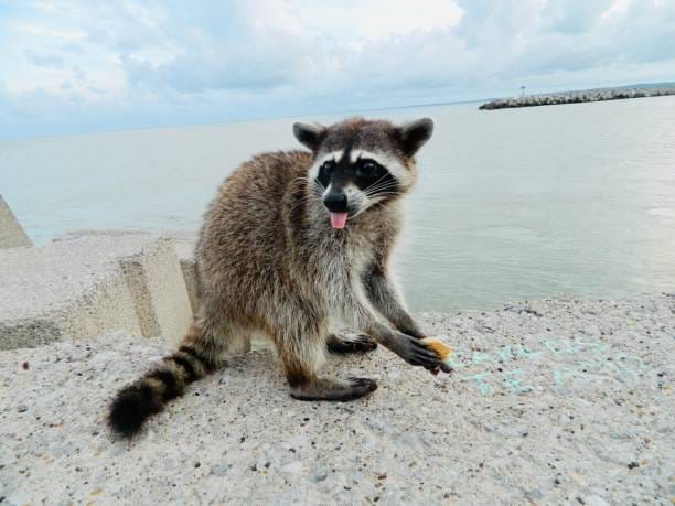 Key-Vaca-Raccoon