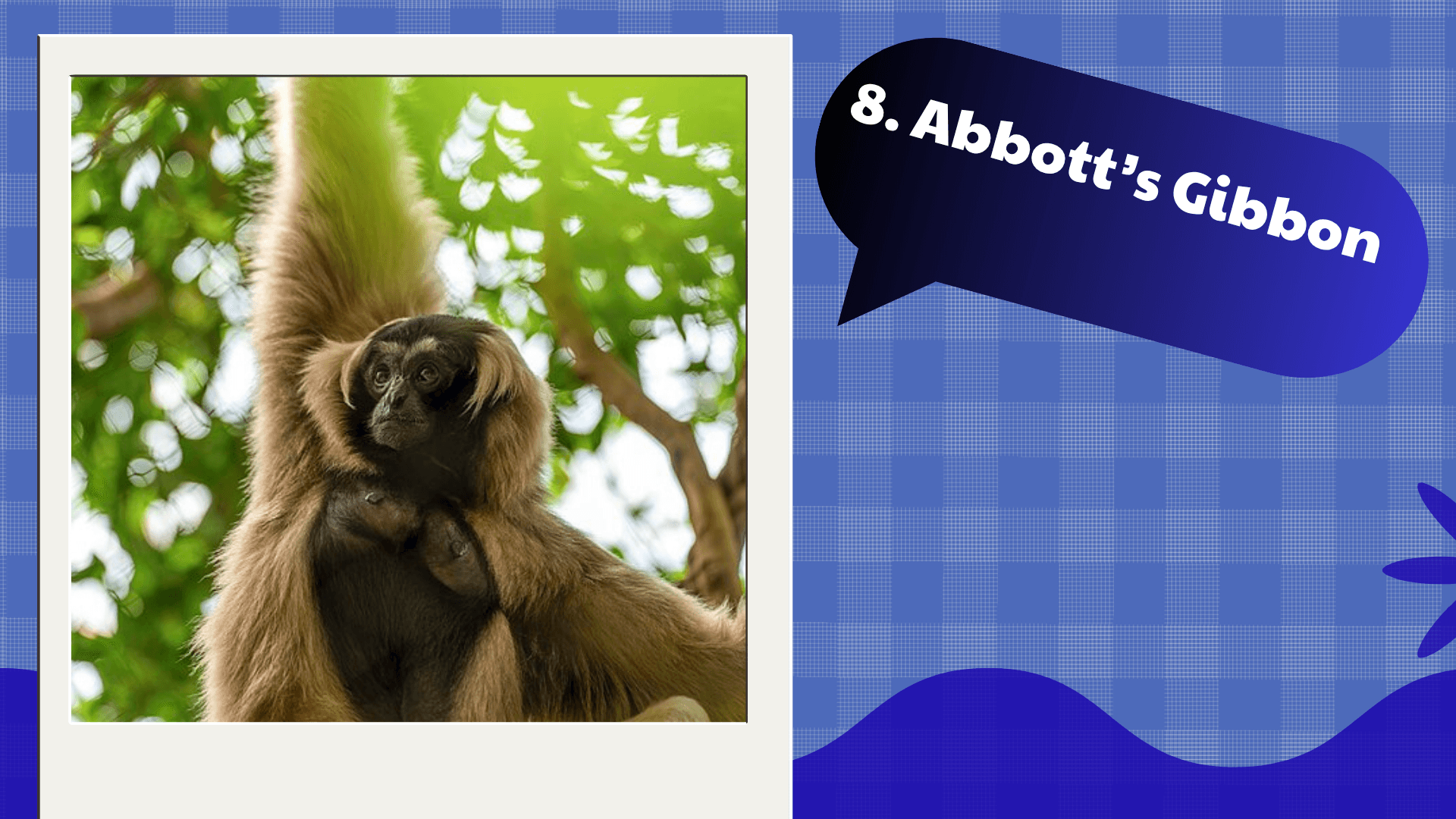 Abbott’s Gibbon