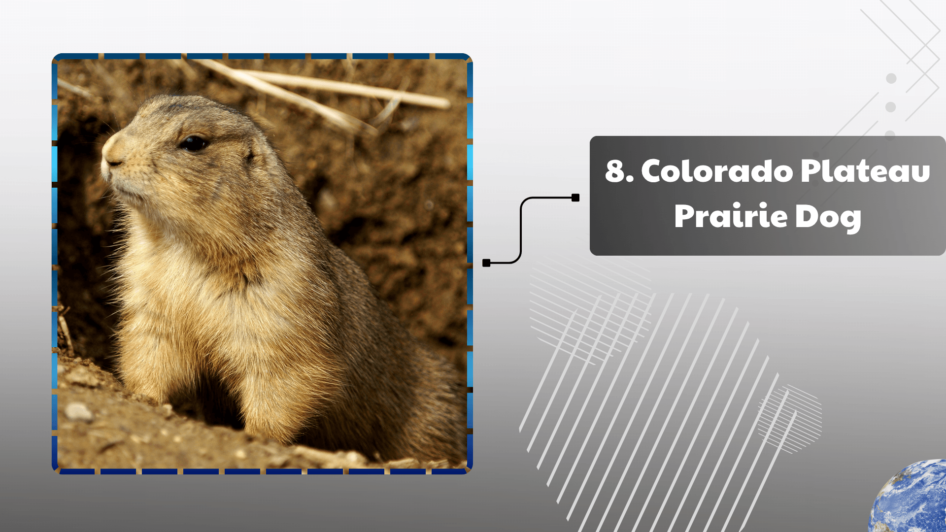 Colorado Plateau Prairie Dog