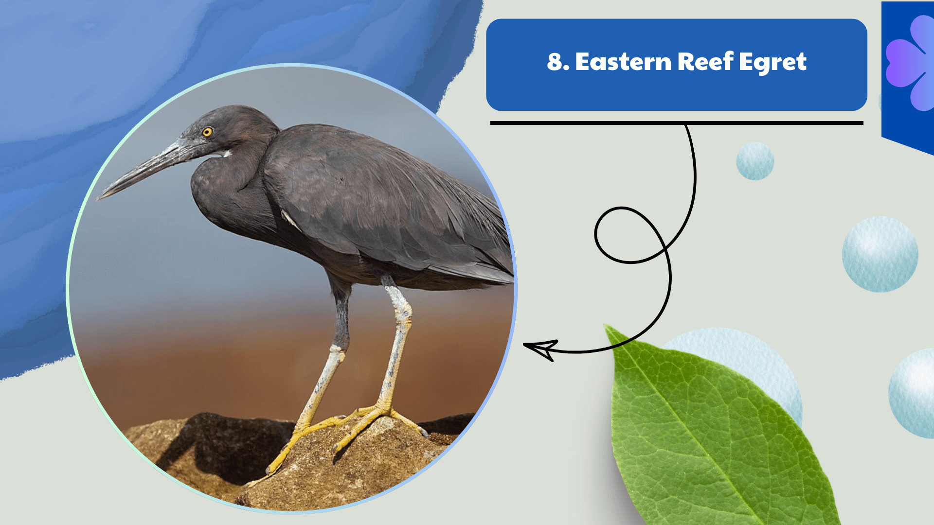 Eastern Reef Egret