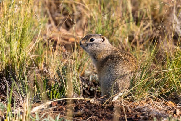Franklins-Ground-Squirrel