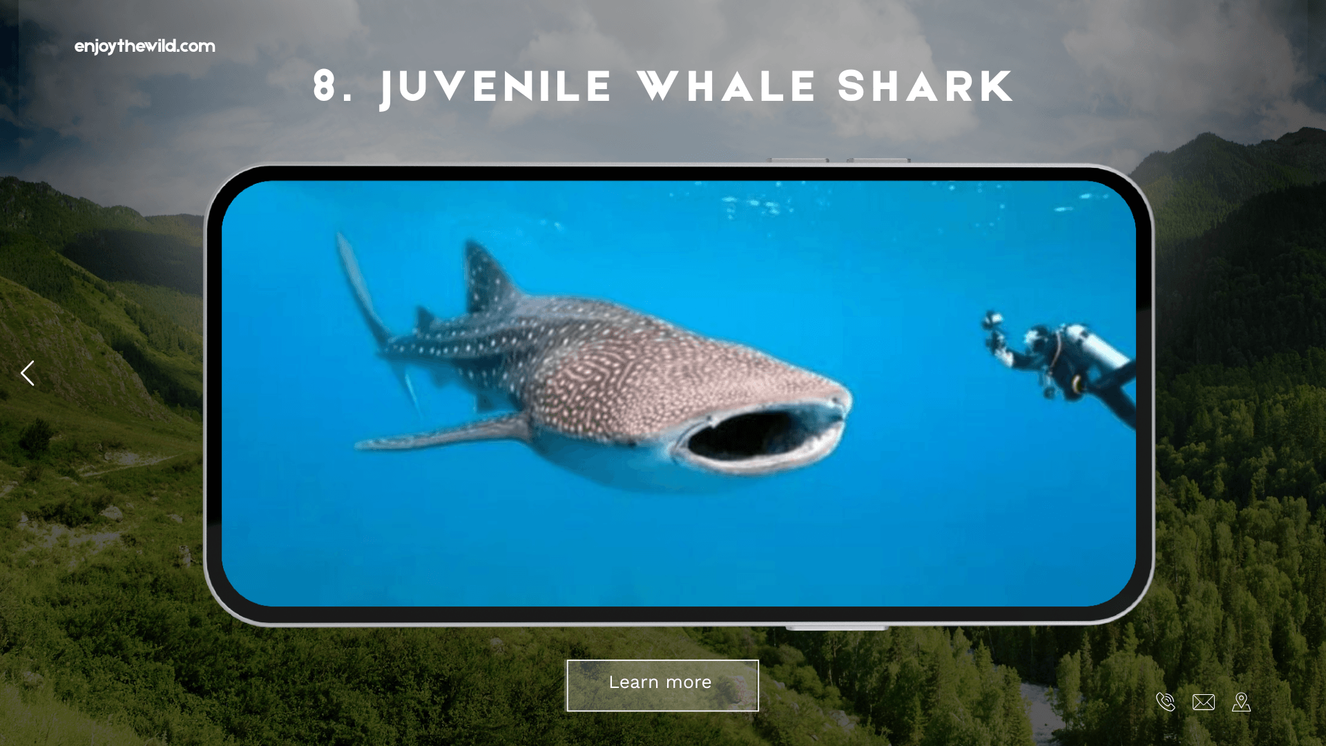 Juvenile Whale Shark