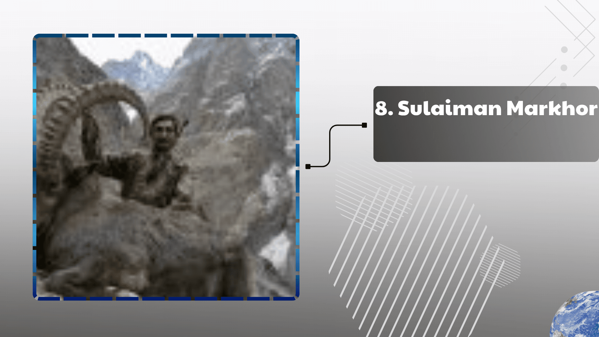 Sulaiman Markhor
