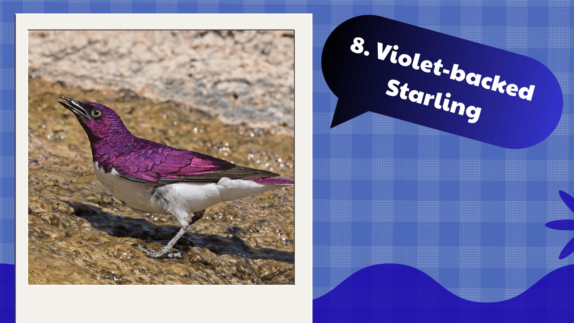 Violet-backed Starling
