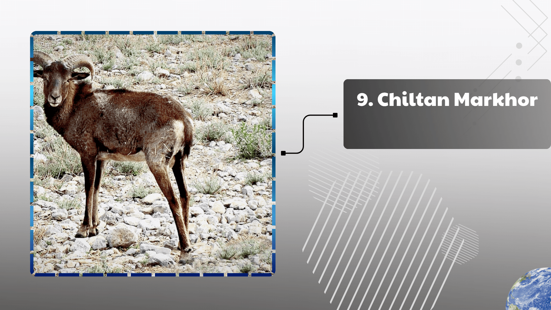 Chiltan Markhor