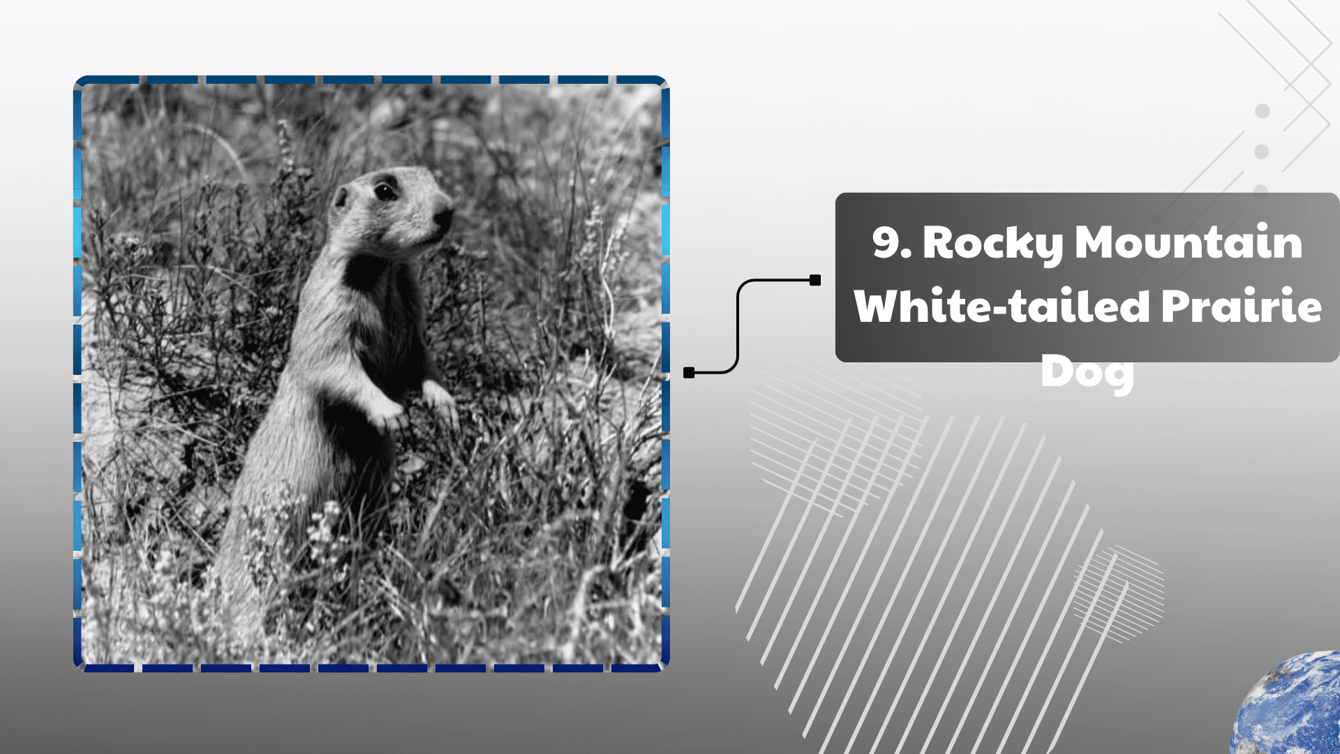 Rocky Mountain White-tailed Prairie Dog