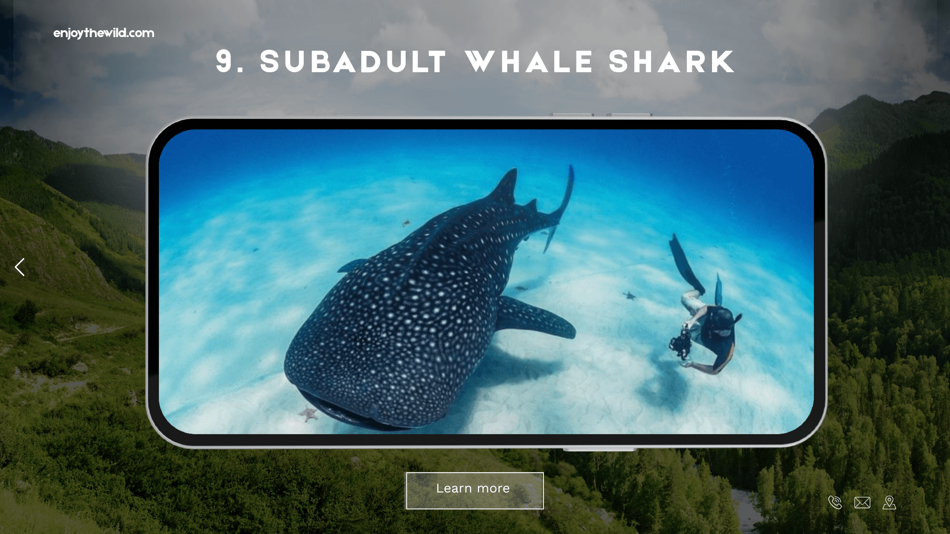 Subadult Whale Shark