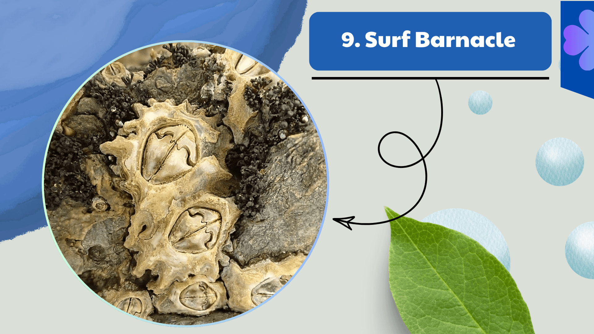 Surf Barnacle