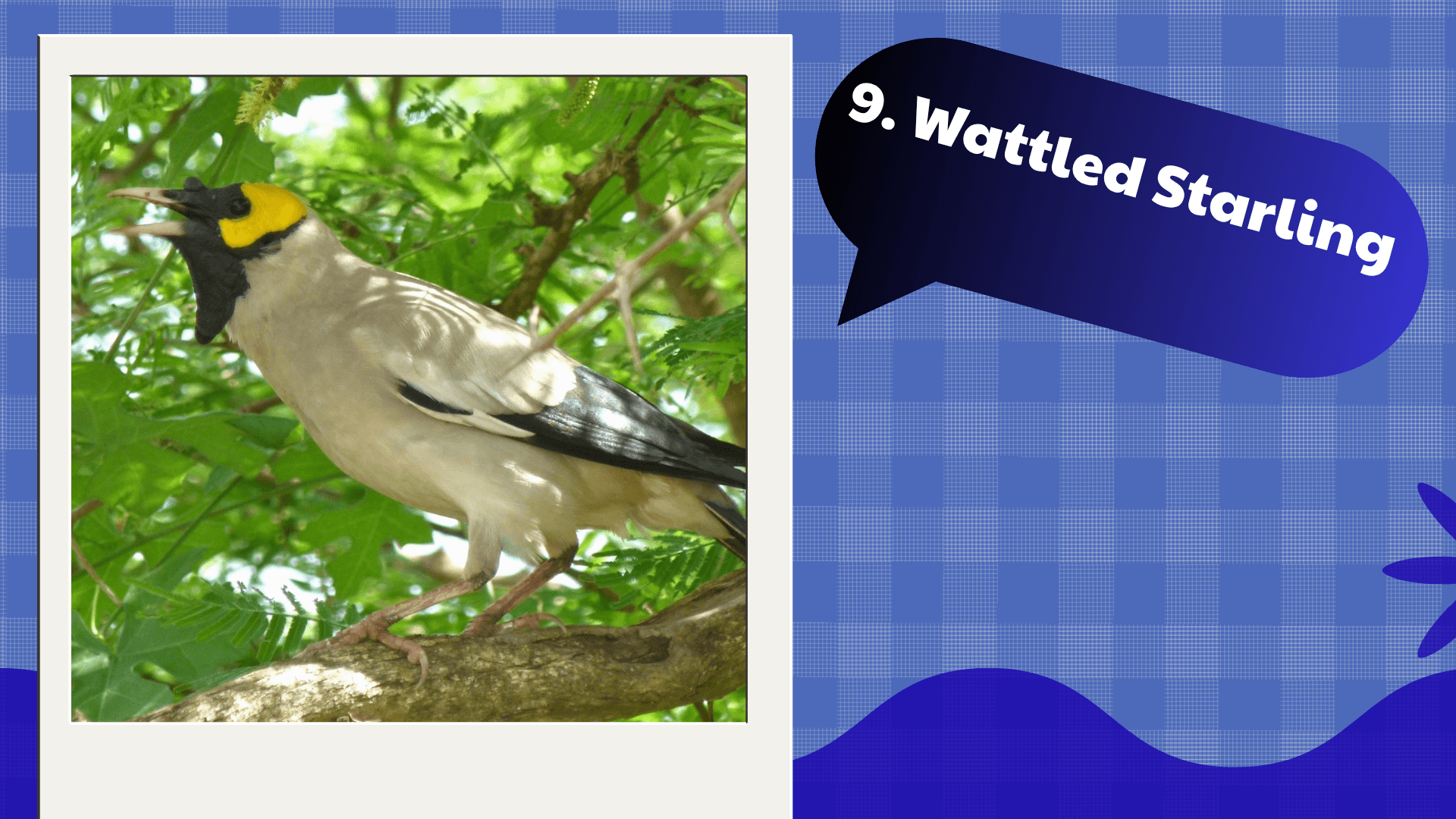 Wattled Starling