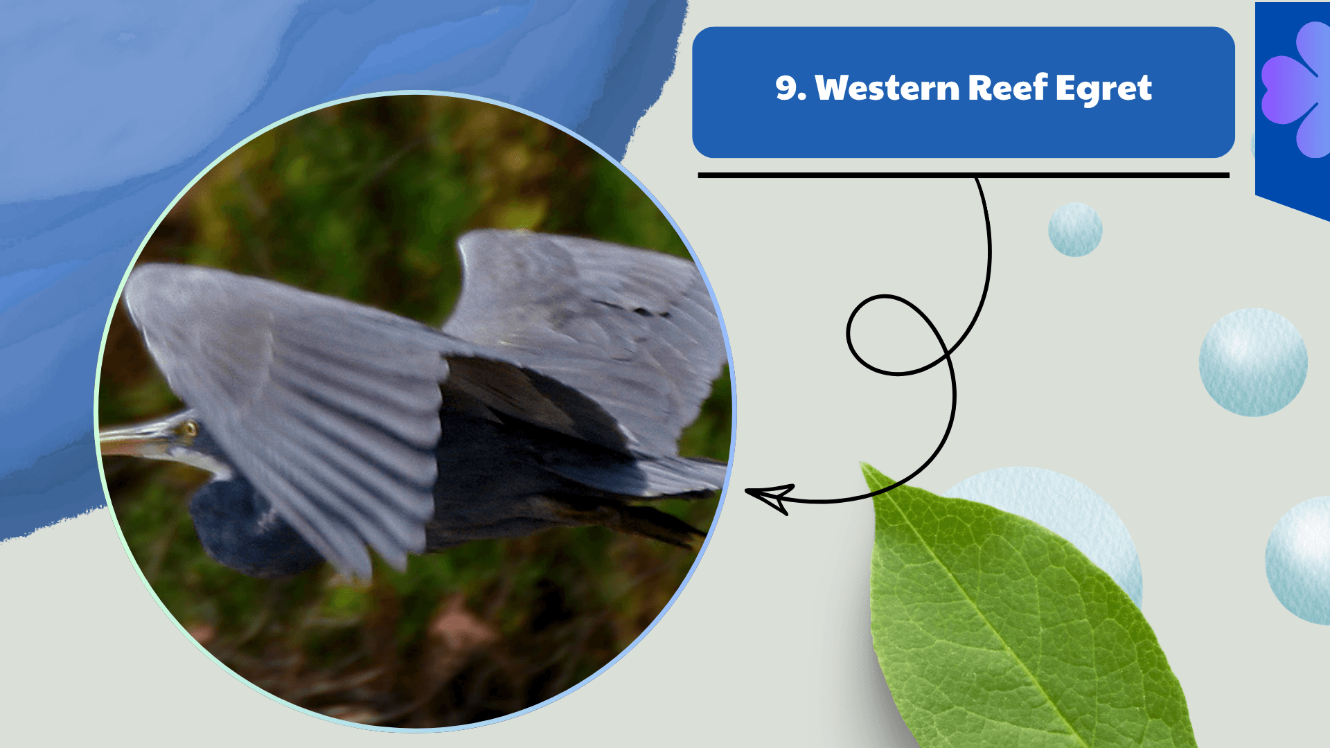 Western Reef Egret