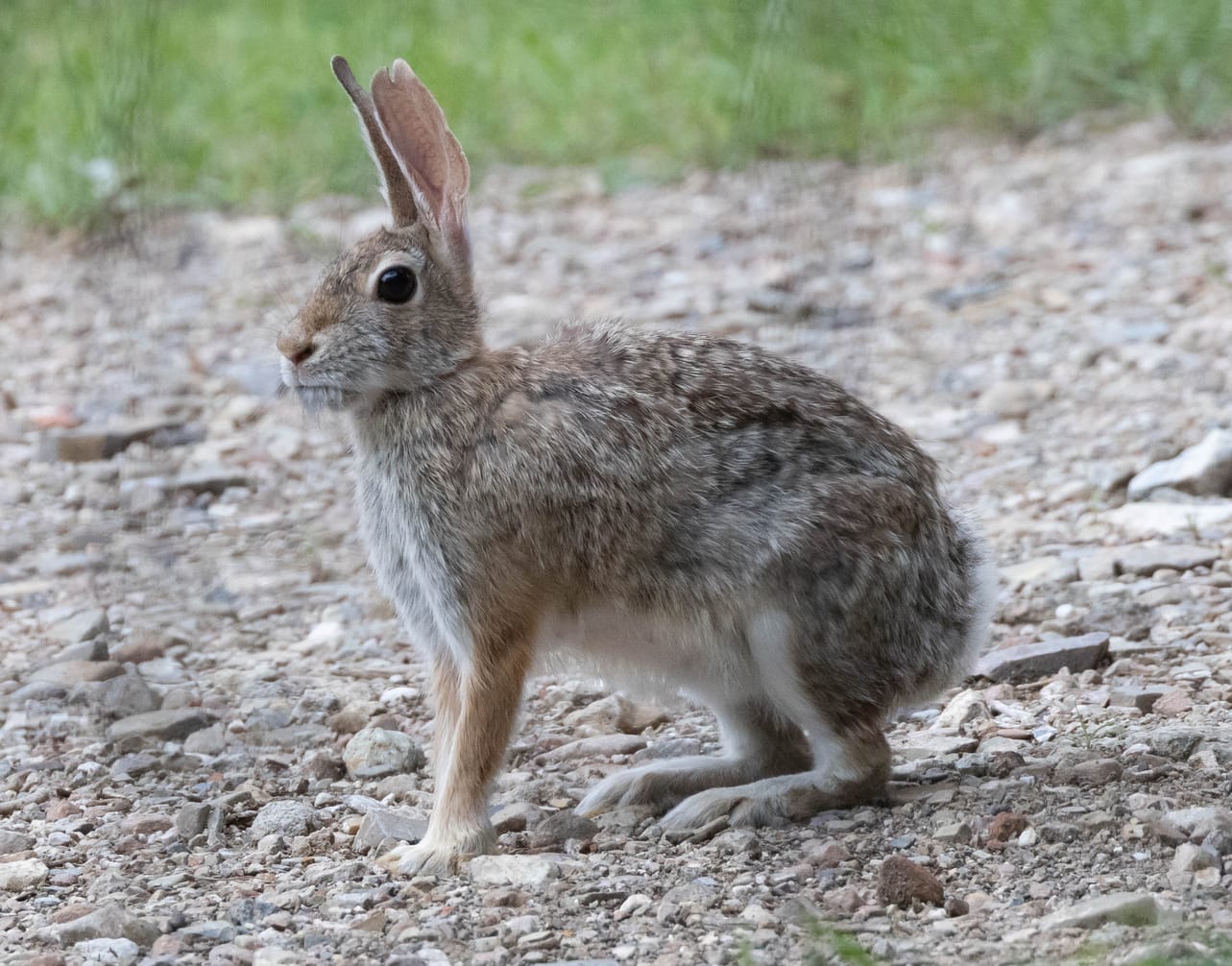 A-Rare-Wild-Rabbit-in-Texas