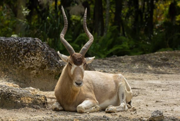 Addax