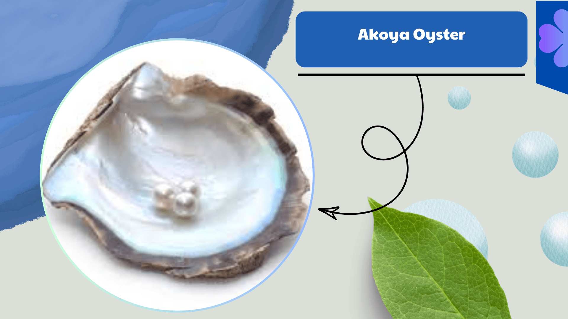 Akoya Oyster