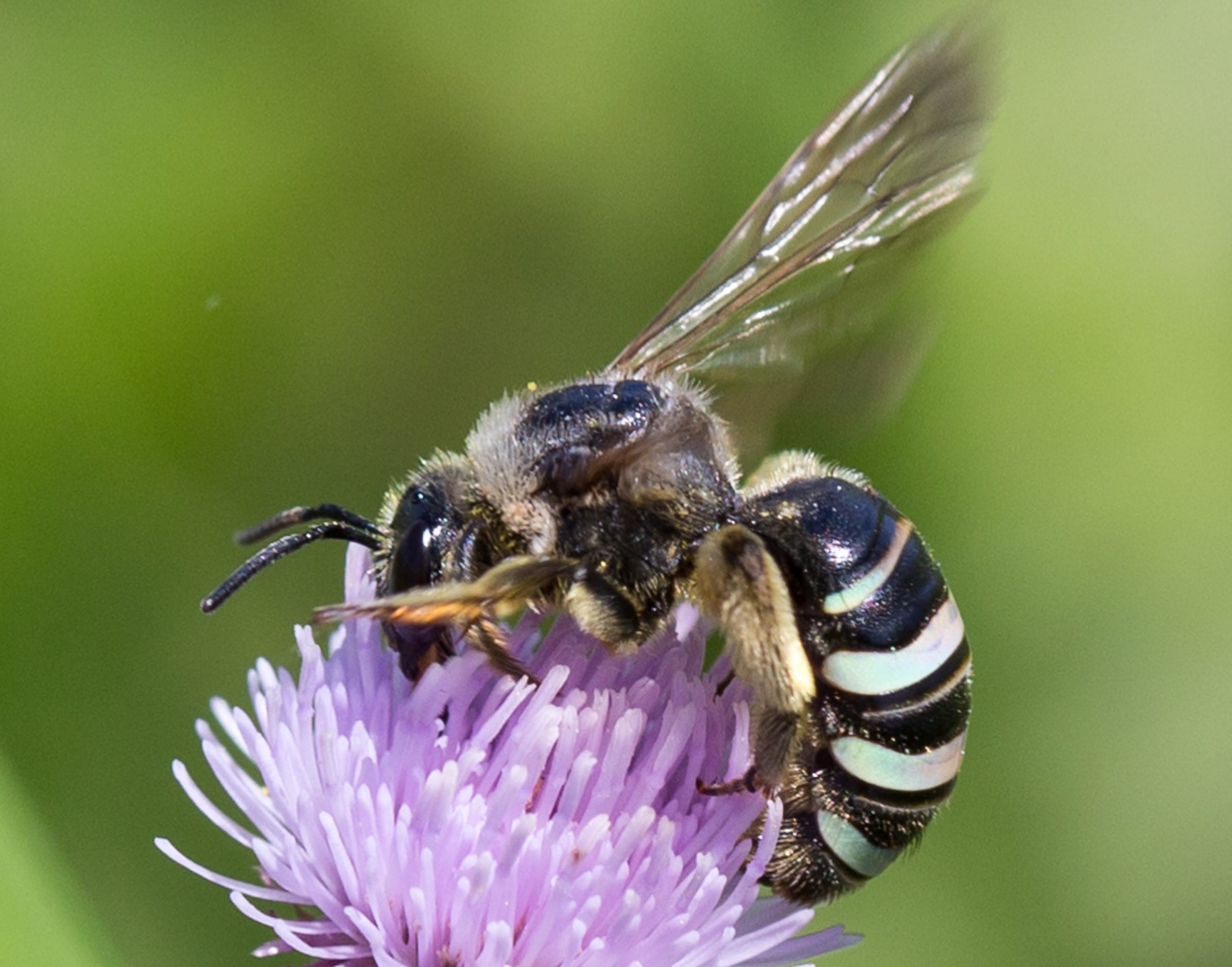 Alkali-Bee