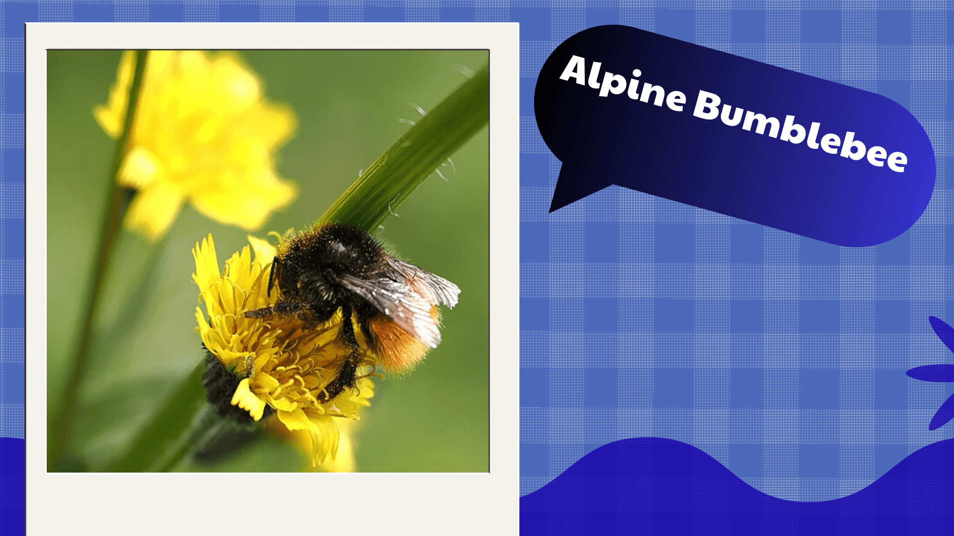 Alpine Bumblebee