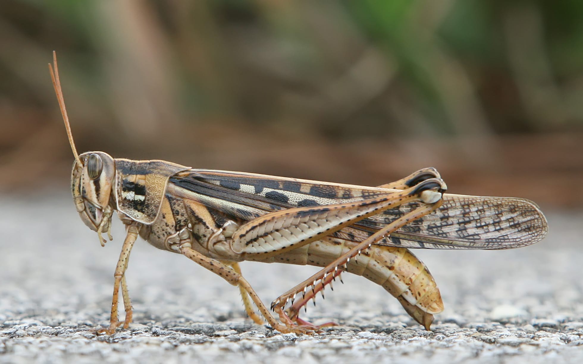 American-Bird-Grasshopper