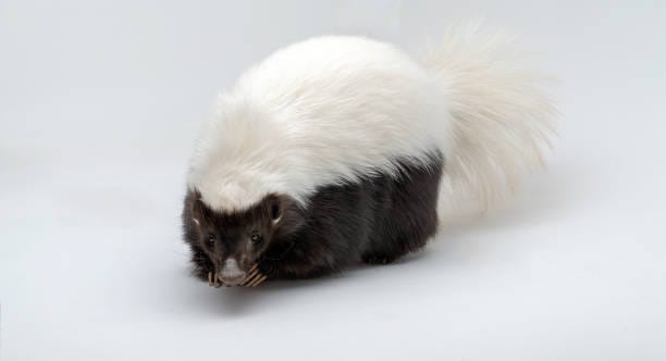 American-Hog-Nosed-Skunk