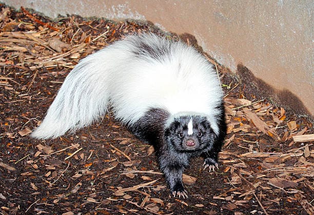 American-Hog-Nosed-Skunk
