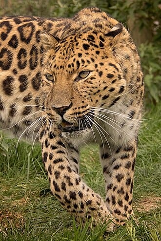 Amur-Leopard