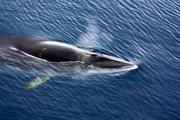 Antarctic-Minke-Whale