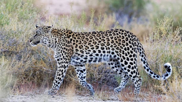 Arabian-Desert-Leopard