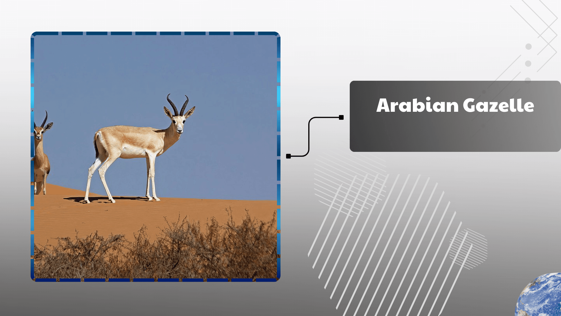 Arabian Gazelle