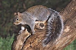 Arizona-Gray-Squirrel