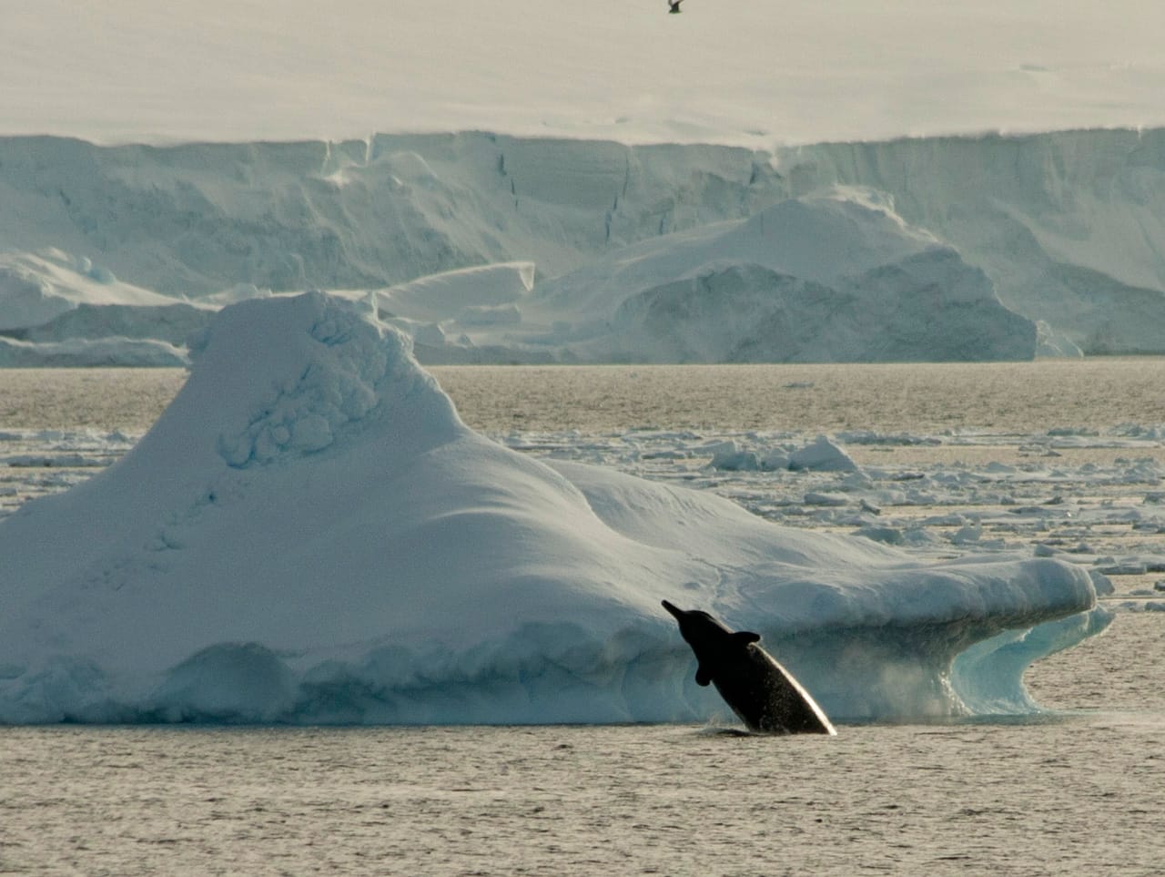 Arnouxs-Beaked-Whale