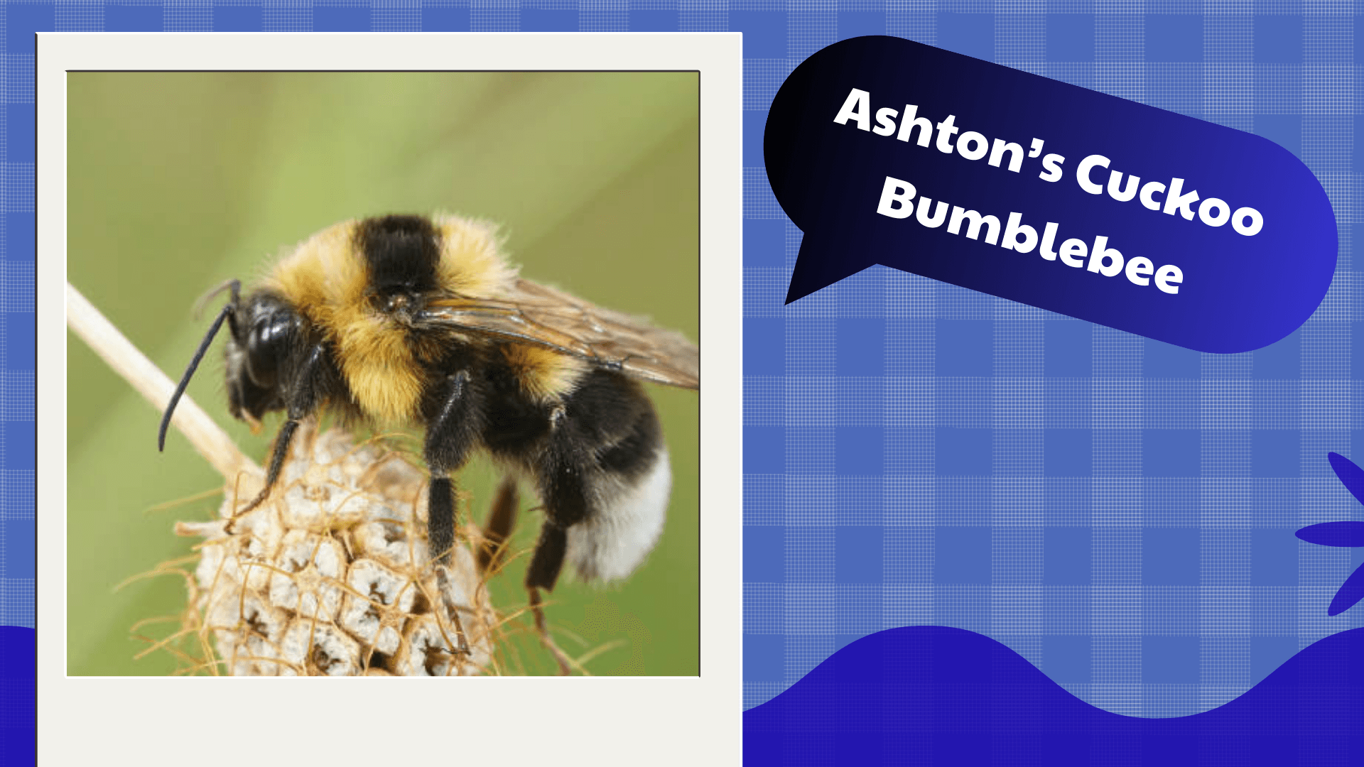 Ashton’s Cuckoo Bumblebee