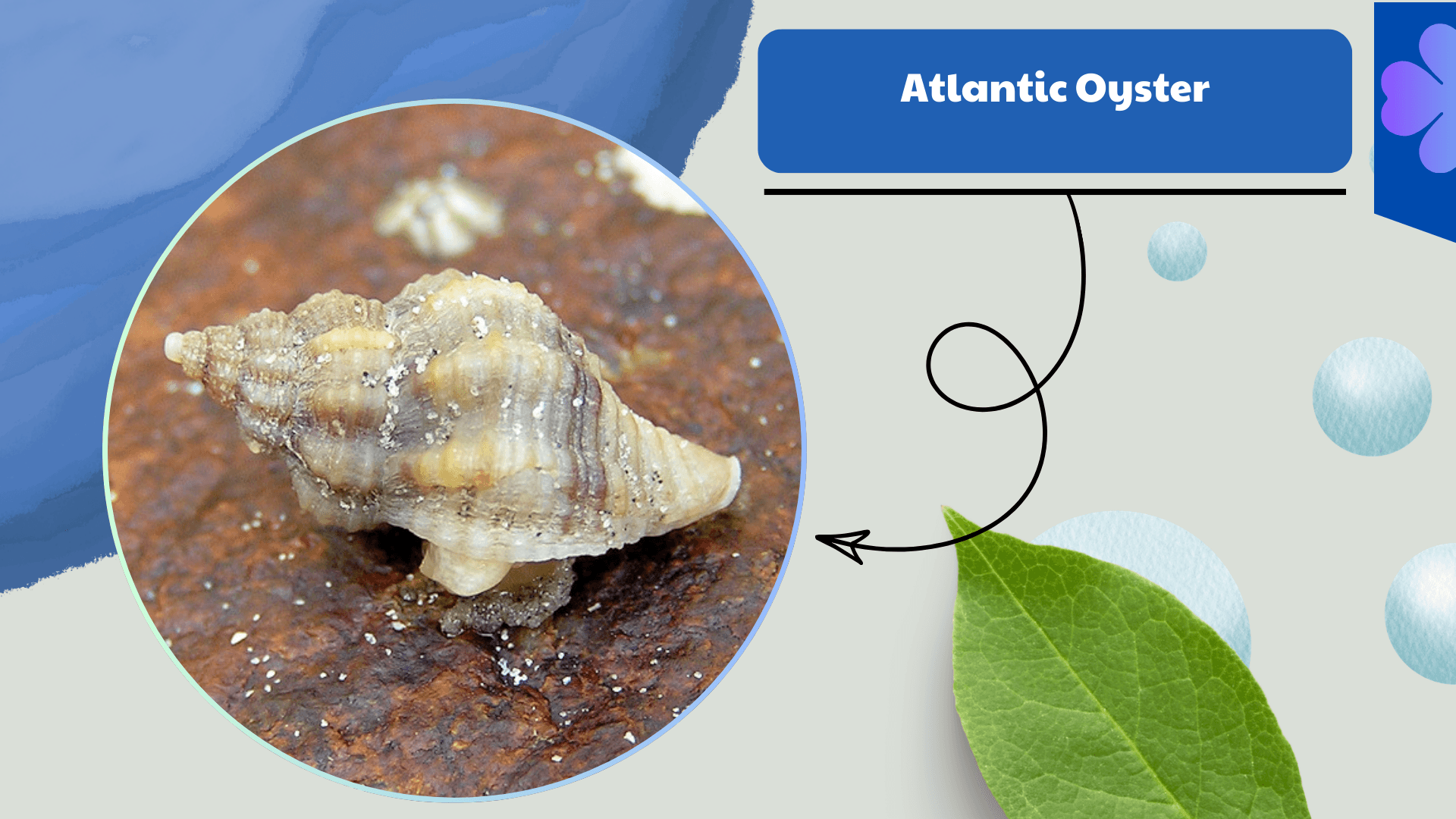 Atlantic Oyster