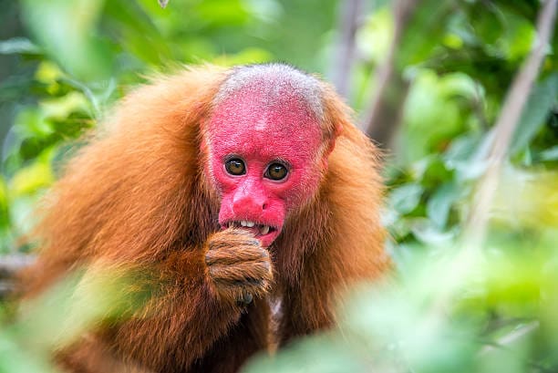 Bald-Uakari