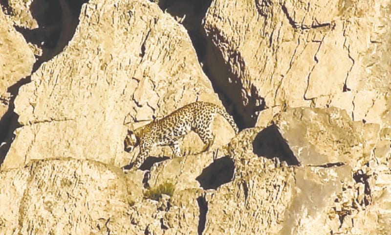 Baluchistan-Leopard