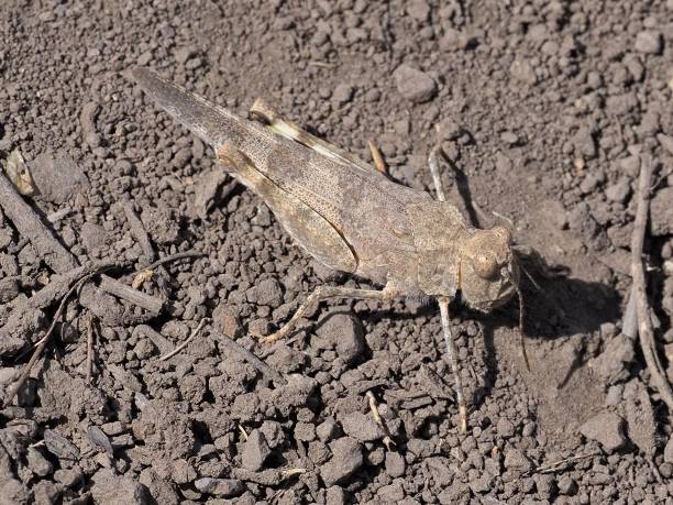 Band-Winged-Grasshopper