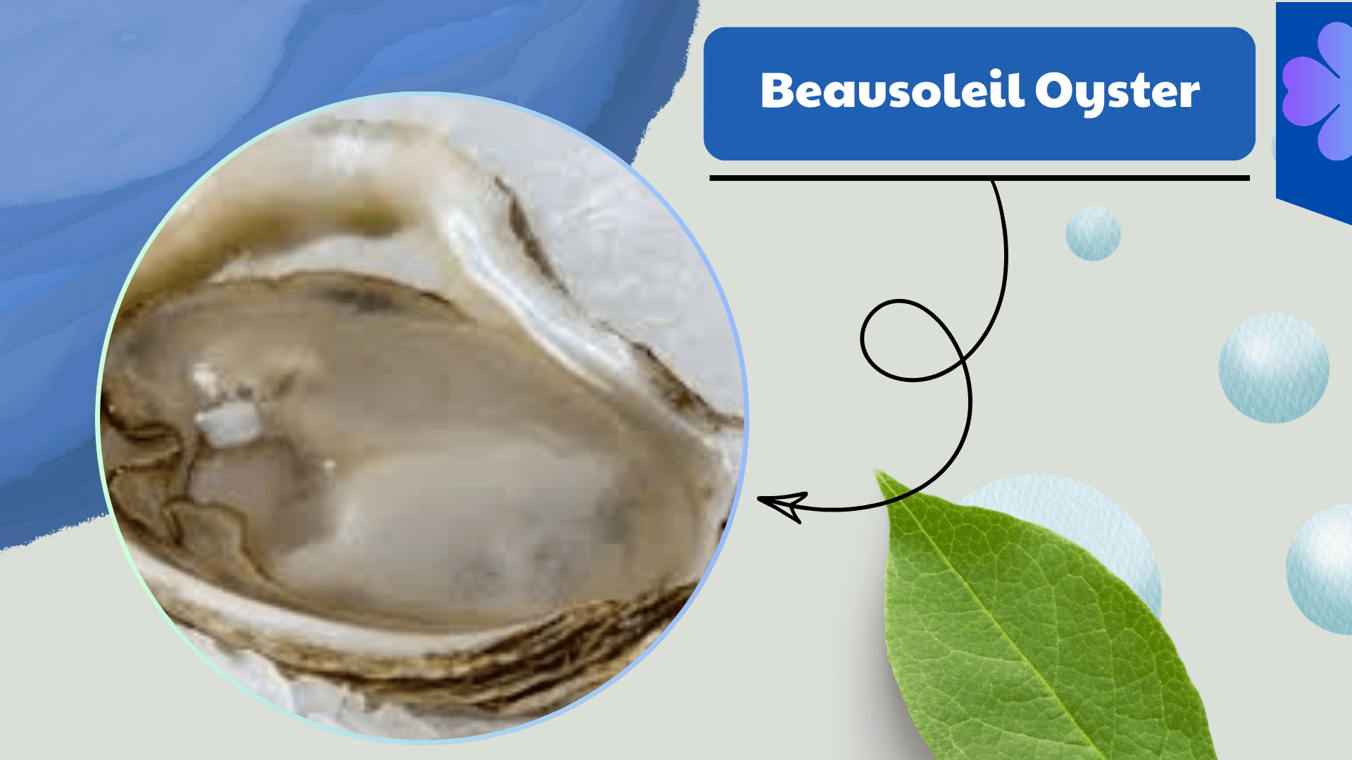 Beausoleil Oyster