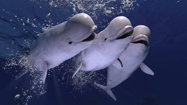 Beluga-Whale