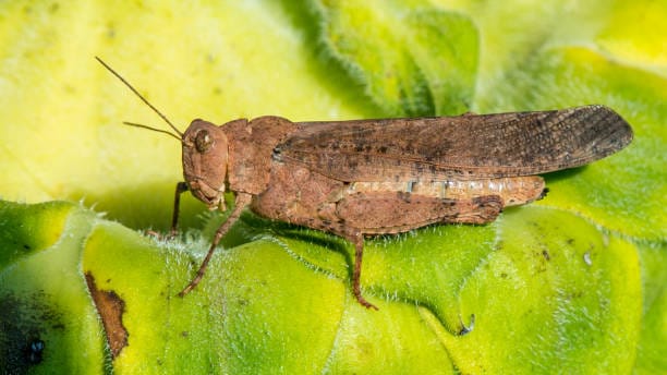 Bigheaded-Grasshopper